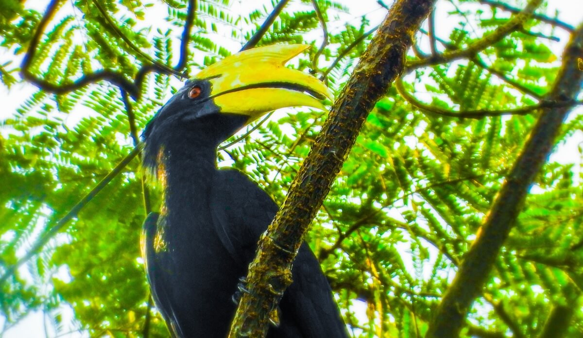 Rangkong Gading: The Farmer of the Forest